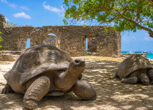 Prison Island Zanzibar – Discover Giant Tortoises and Island History