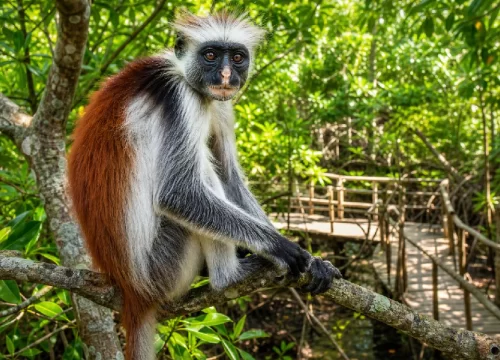 Top 10 Things to Do in Zanzibar for an Unforgettable Holiday
