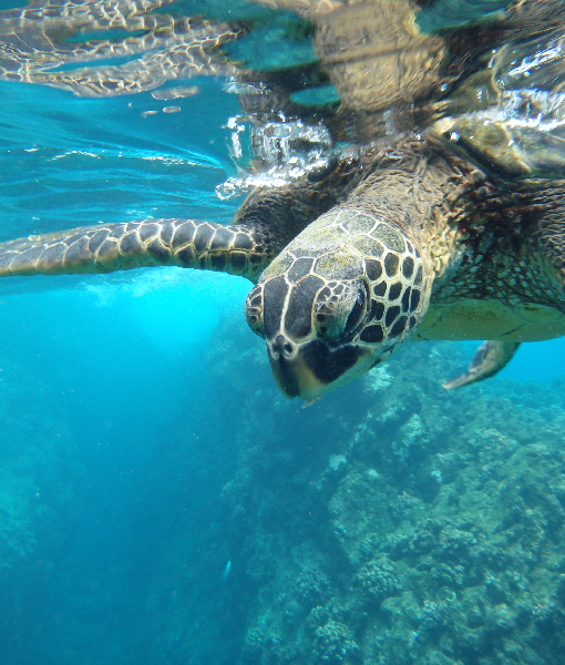Nungwi Turtle Aquarium