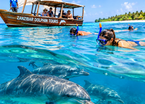 Dolphin Tour & Snorkeling