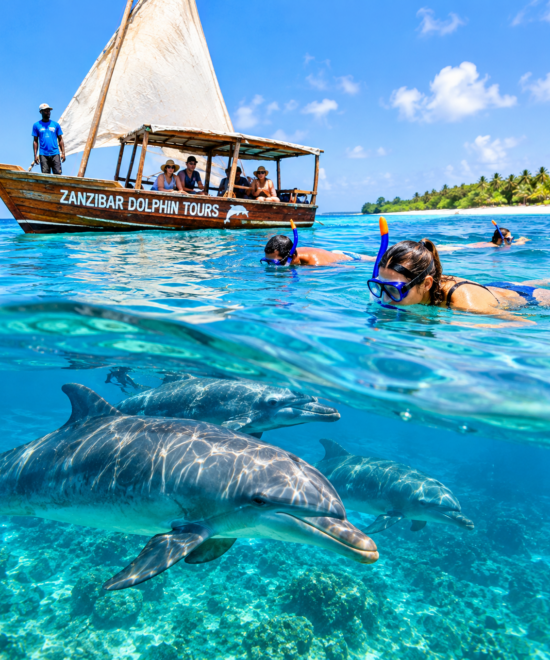 Dolphin Tour & Snorkeling
